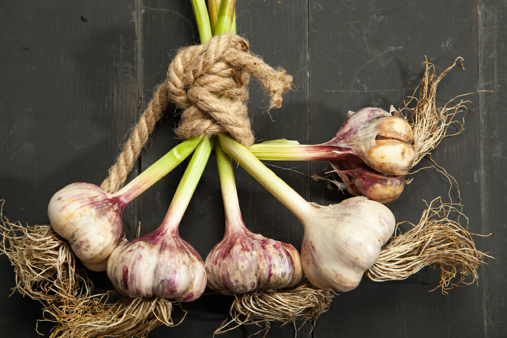 How Aged Garlic Extract impacts health