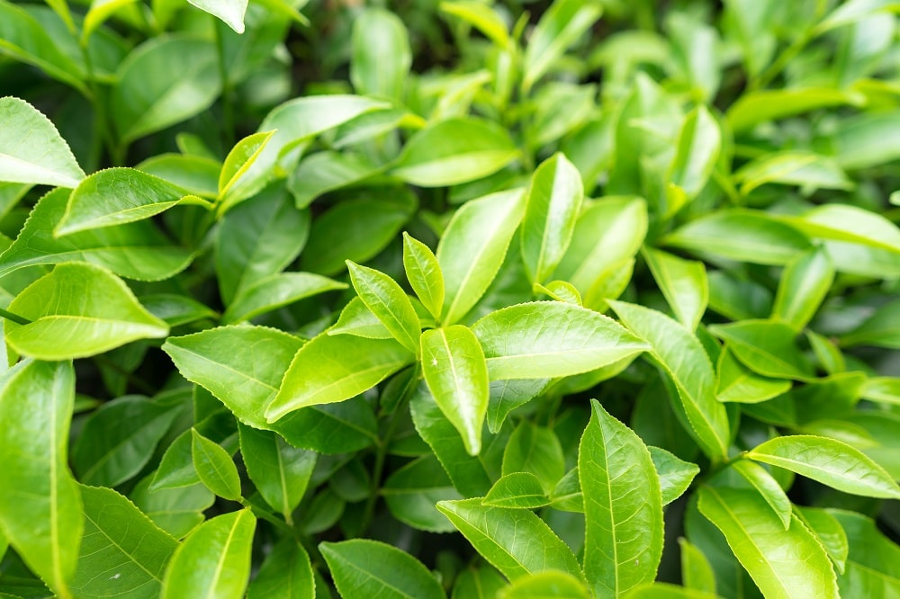 Adding green tea extract has many health benefits