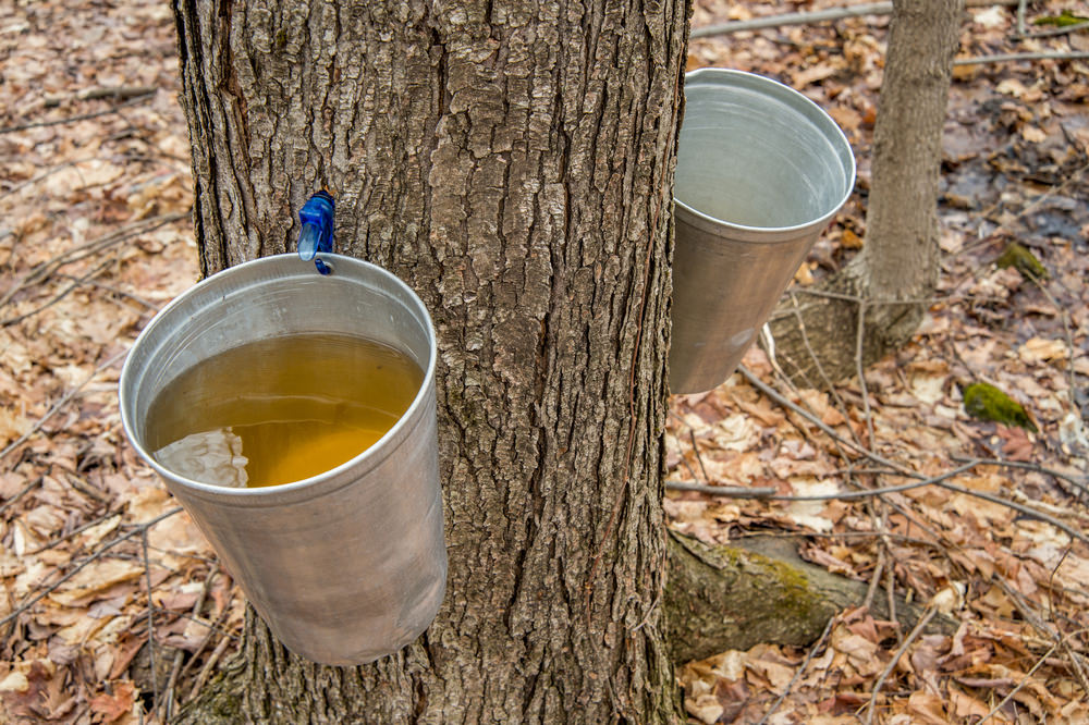 Why Is Maple Syrup Better Than Honey