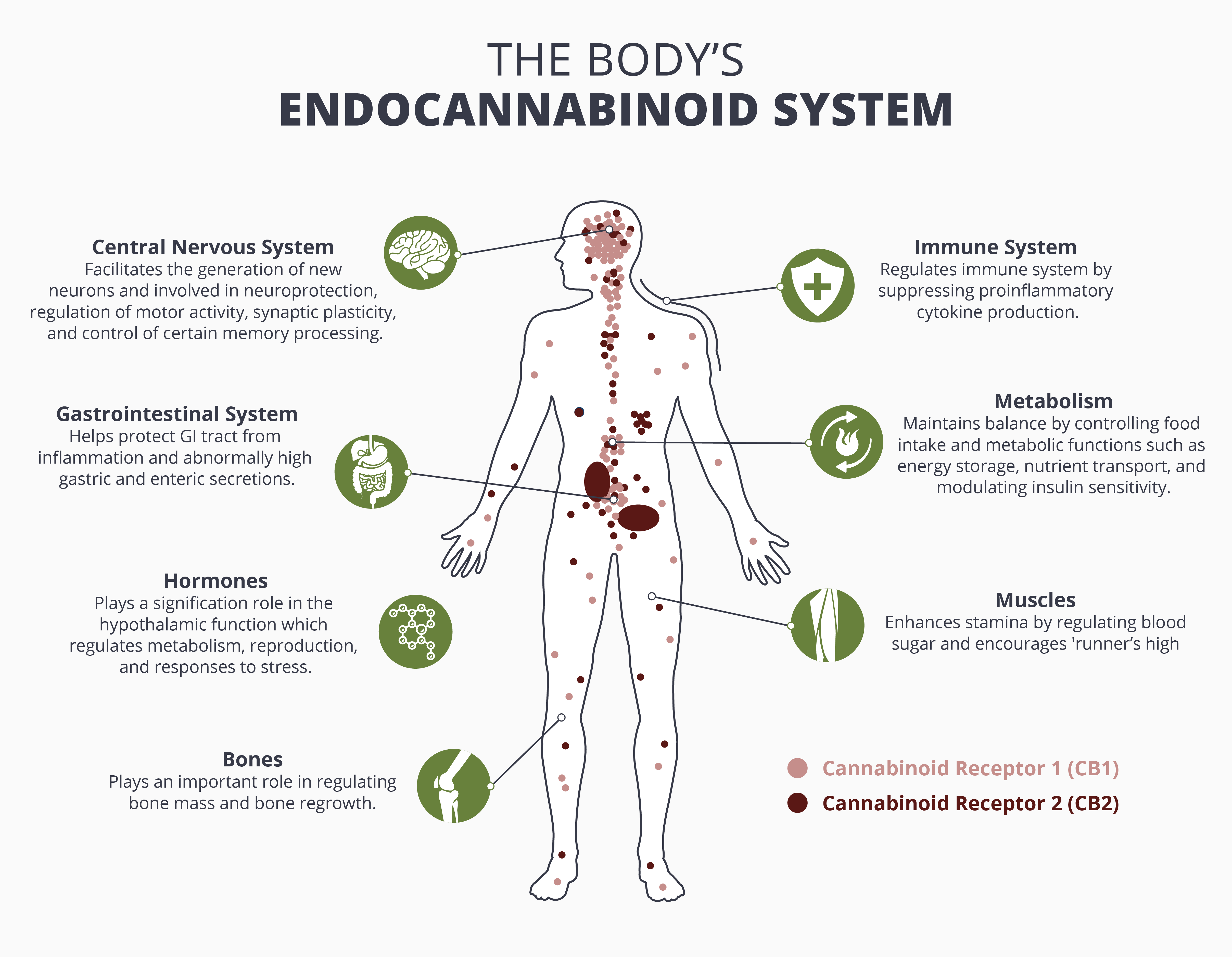 the ECS - Endogenous Cannabinoid System |How the Body Receives CBD