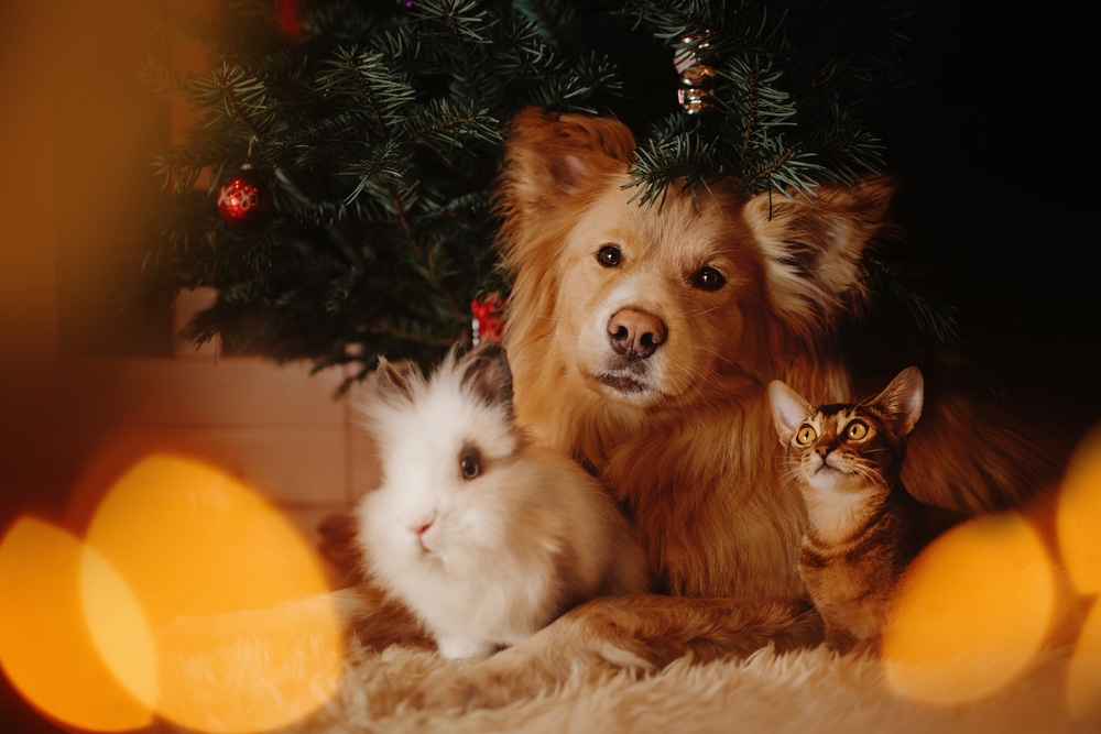 3 Tips to Create a Pet-Friendly Home This Holiday Season