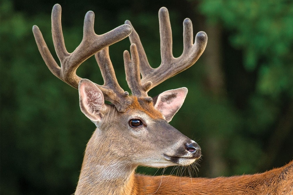 Deer Antler Velvet Benefits & Health Information - Alternative Medicine