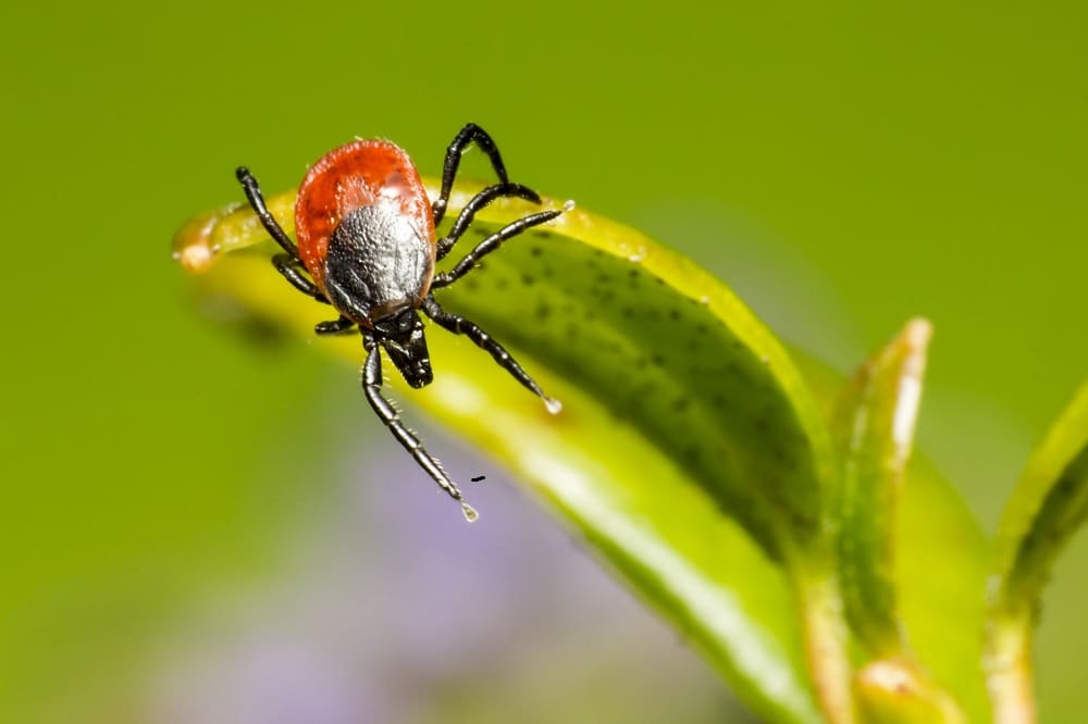 new info about Lyme disease