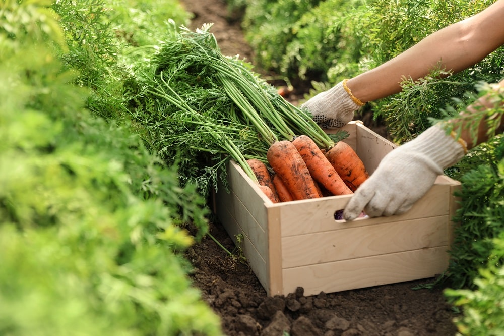 Woman,Holding,Wooden,Crate,Of,Fresh,Ripe,Carrots,On,Field,
