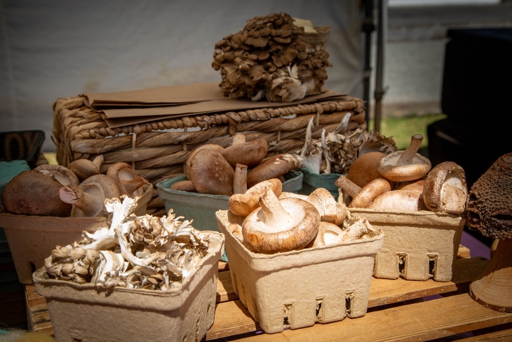 Which Mushrooms Are Healthiest? Tap Into the Power of Fungi