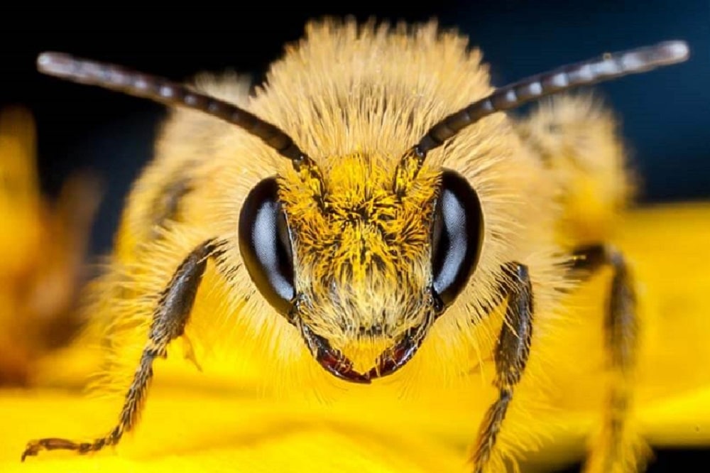 Why do bees have trouble mating?