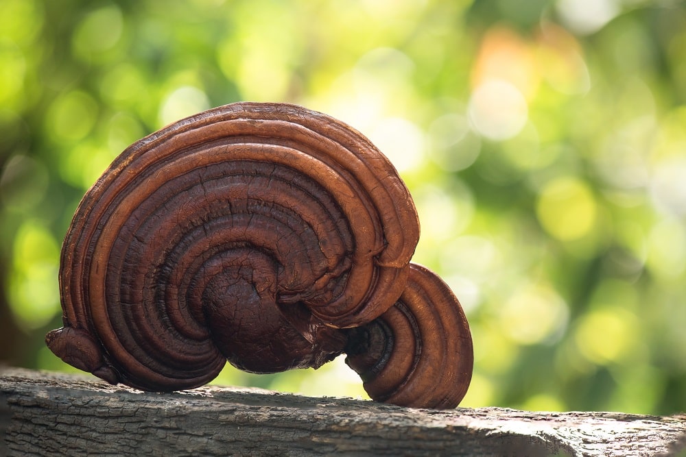 4 Immunity Boosting Mushrooms Alternative Medicine