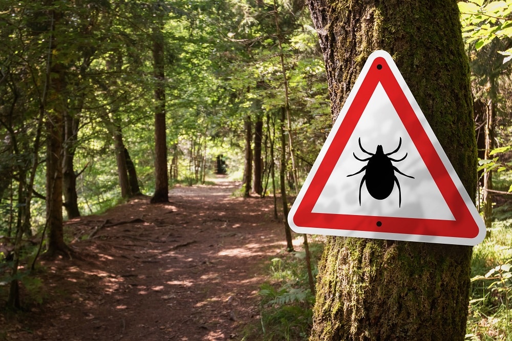 a tick sign in the forest