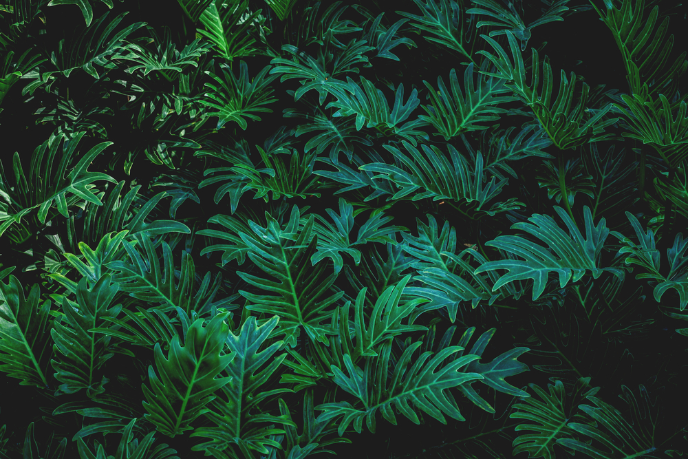 Unfurling the Fronds