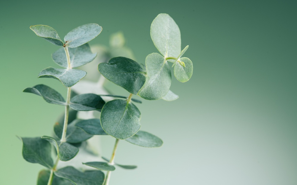 Health Benefits of Eucalyptus Oil